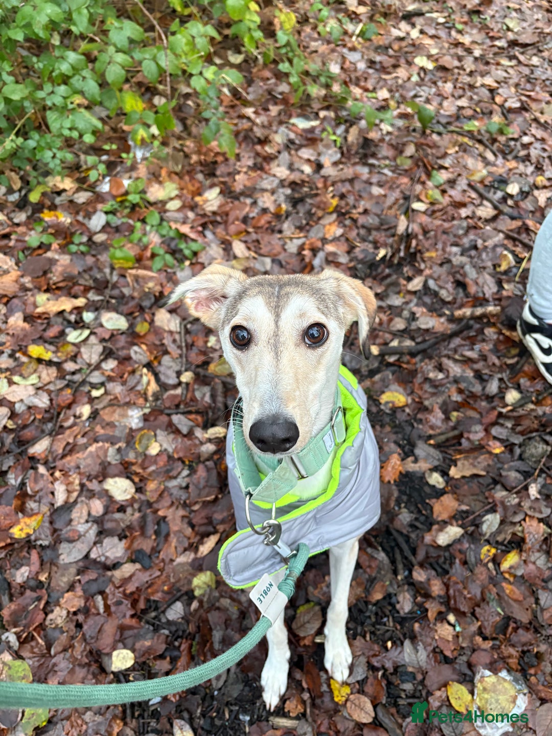 Mixed Breed dogs for sale: nova  - Advert 9