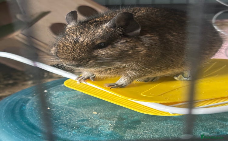 Degus rodents Male Degu 2 years old  - Advert 1