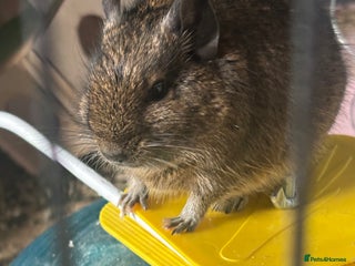Degus rodents for sale: Male Degu 2 years old - Advert 1