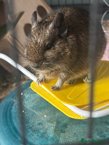 Degus rodents Male Degu 2 years old - Advert 1