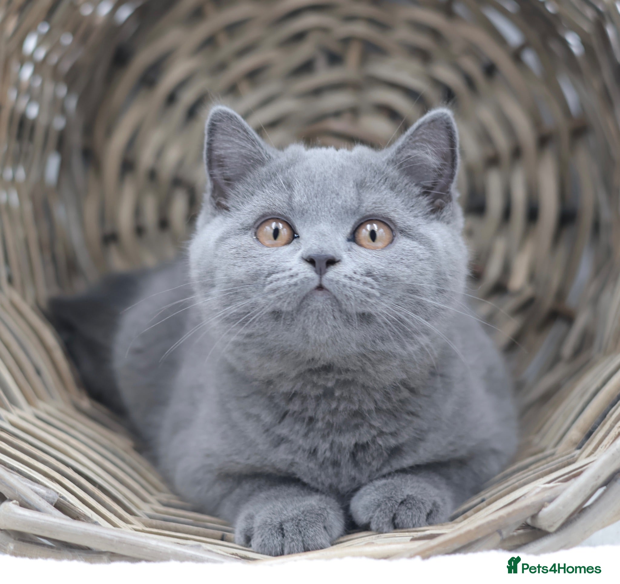 British Shorthair cats READY NOW REGISTERED CHUNKY BRITISH SHORTHAIRS - Advert 2