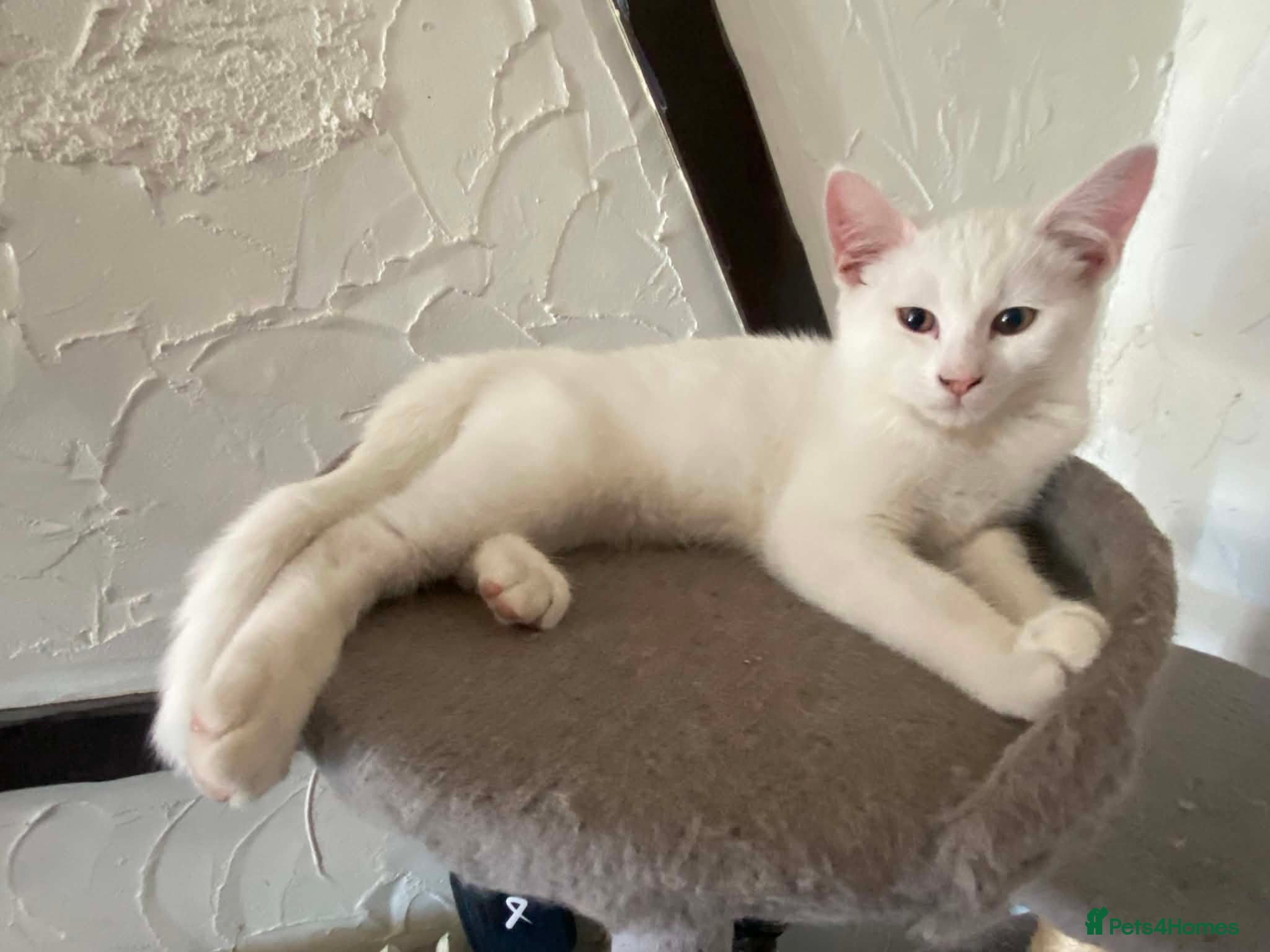 Turkish Angora cats for sale: White kitten  in Reading - Advert 2