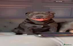 Staffordshire Bull Terrier dogs for sale: Male blue staffy  - Image 3