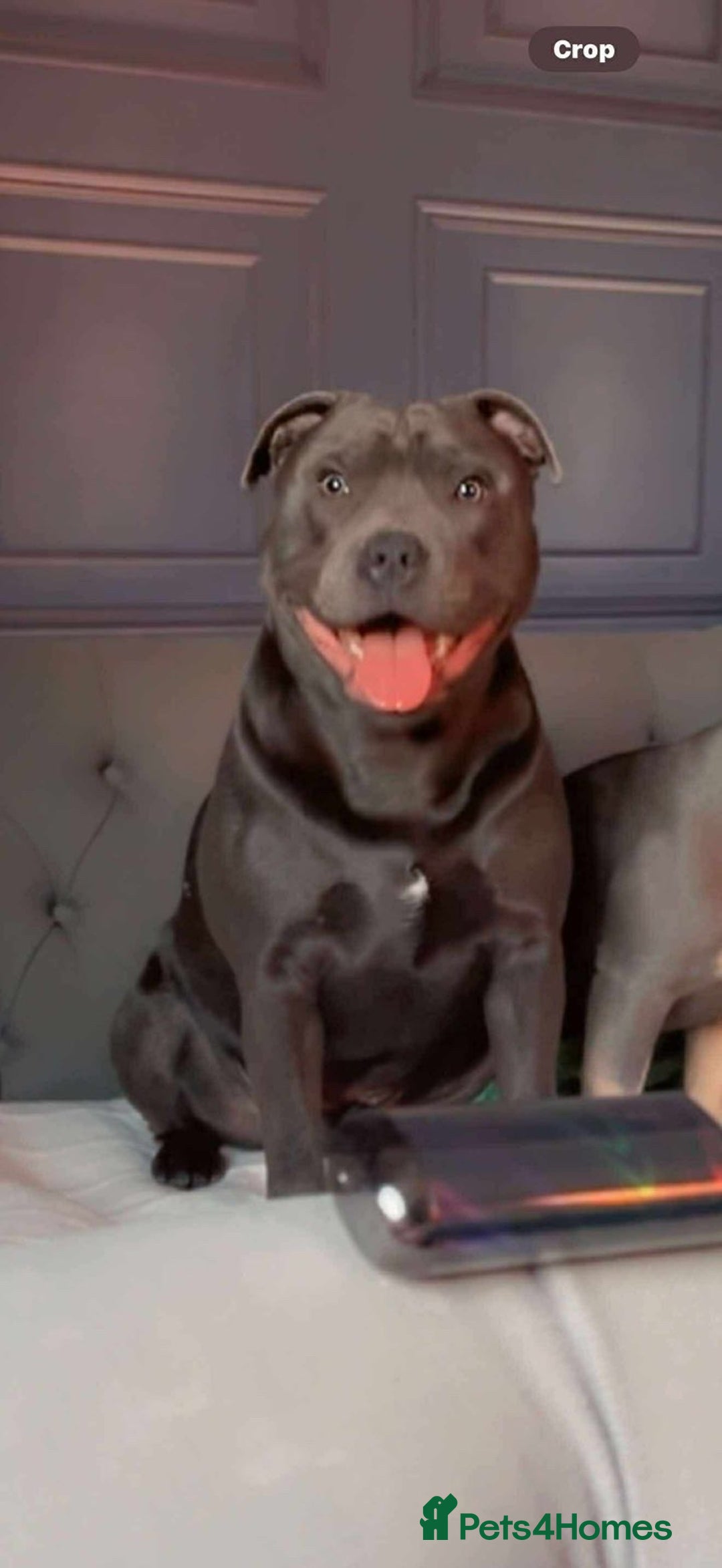 Staffordshire Bull Terrier dogs for sale: Male blue staffy  - Image 3