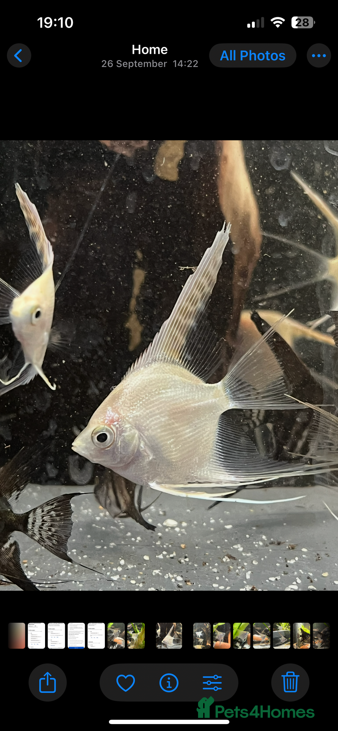 Angelfish fish for sale: Stunning long fin platinum Angelfish - Advert 2