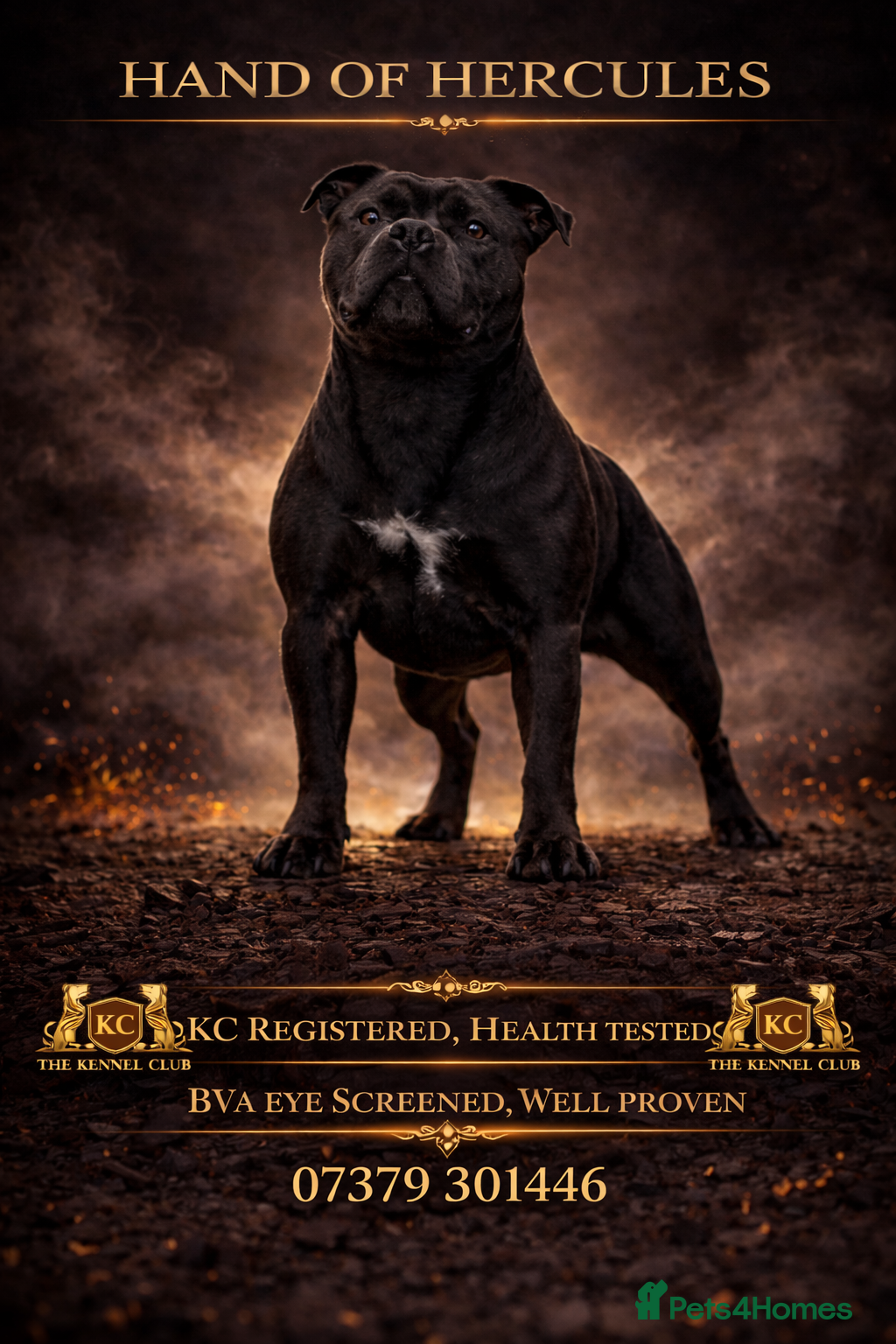 Staffordshire Bull Terrier dogs 🇬🇧 OX BULLZ! HERCULES, BLUE HEALTH TESTED STUD - Advert 4