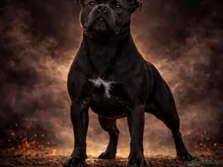 Staffordshire Bull Terrier dogs 🇬🇧 OX BULLZ! HERCULES, BLUE HEALTH TESTED STUD - Advert 4