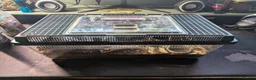 Tarantulas invertebrates for sale: 2 Tarantulas & Full Equipment Bundle. in Carmarthen - Advert 7