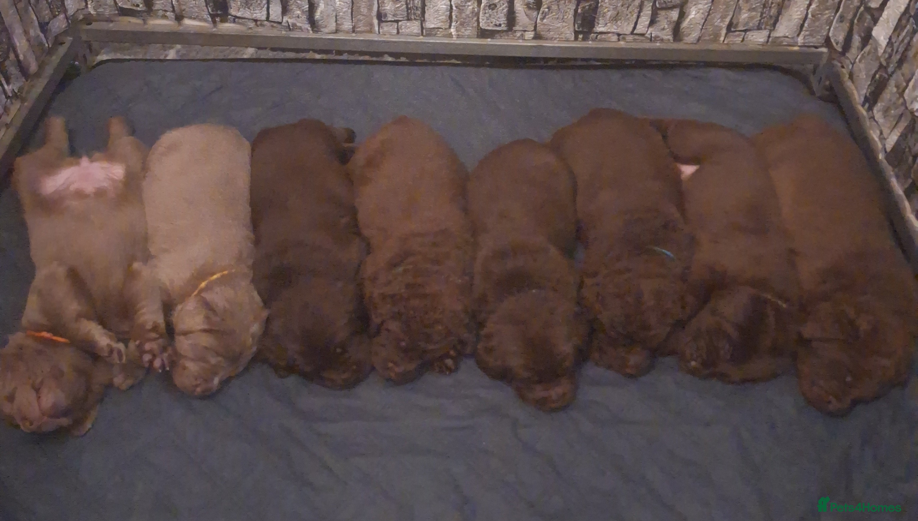 Labrador Retriever dogs Chunky, healthy Chocolate and Silver puppies!!! - Advert 4