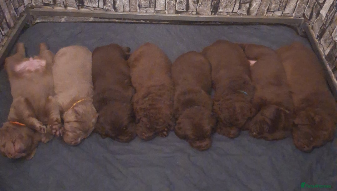 Labrador Retriever dogs for sale: Chunky, healthy Chocolate and Silver puppies!!! - Advert 1