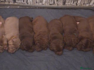 Labrador Retriever dogs Chunky, healthy Chocolate and Silver puppies!!! - Advert 14