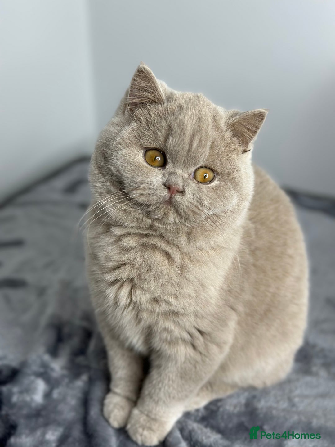British Shorthair cats for sale: British shorthair Fawn - ONLY 2 kittens left  - Advert 3
