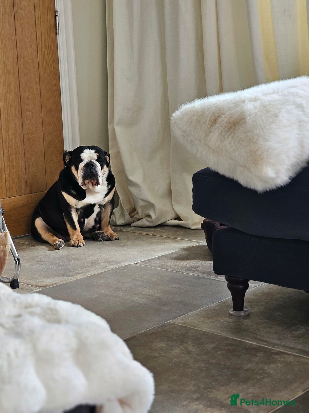 English Bulldog dogs for sale: KC Reg English Bulldogs Champion Bloodlines  - Image 33