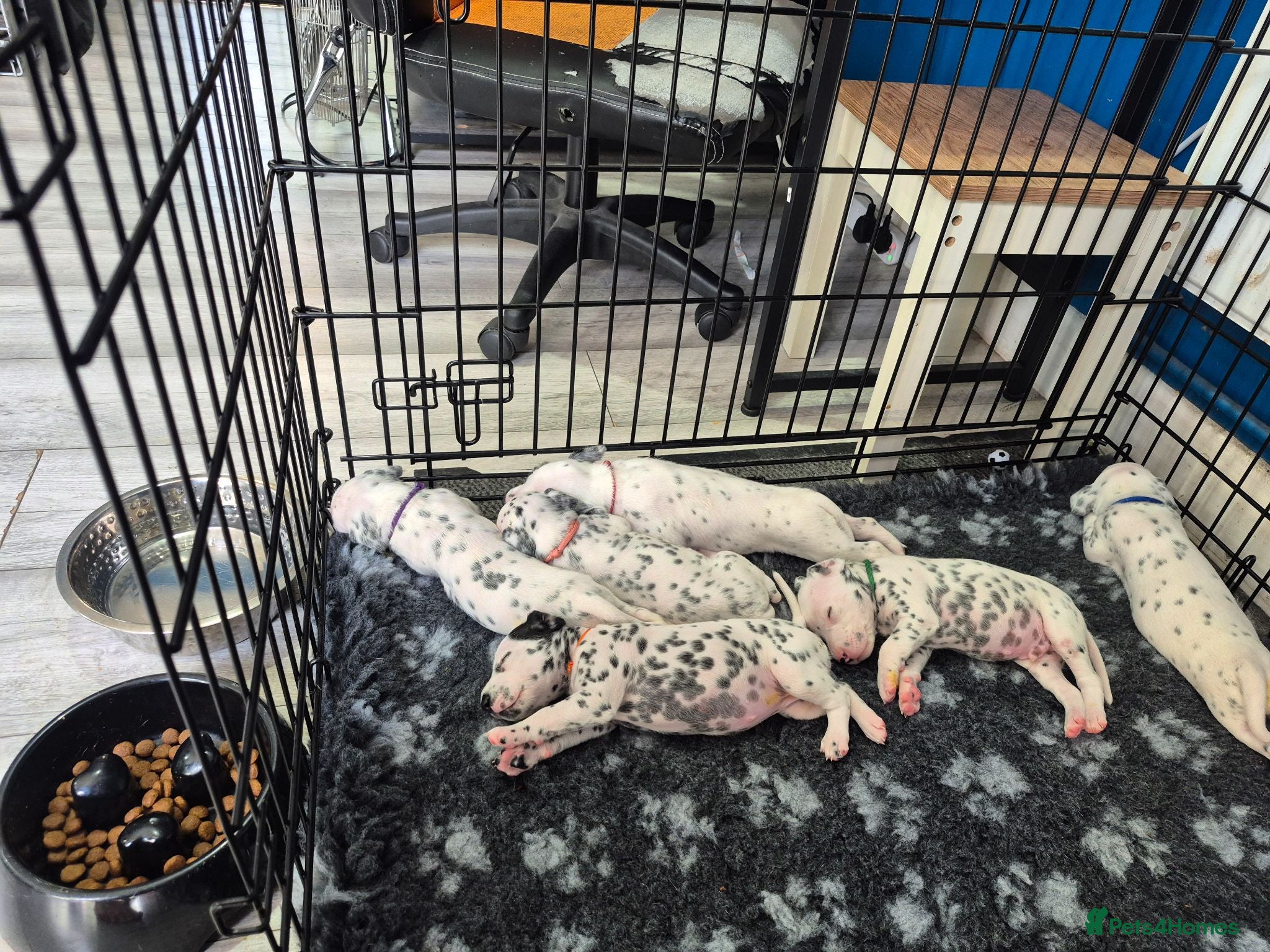 Dalmatian dogs Litter of pure Dalmatian puppies - Advert 17