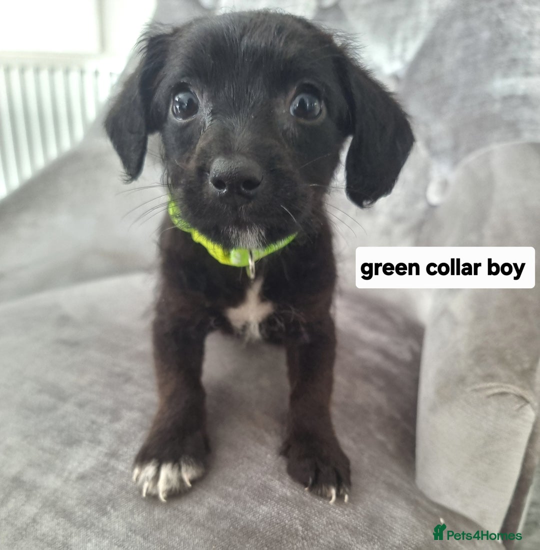 Cocker Spaniels Cocker Jack Pets4homes Cocker Spaniel Irish