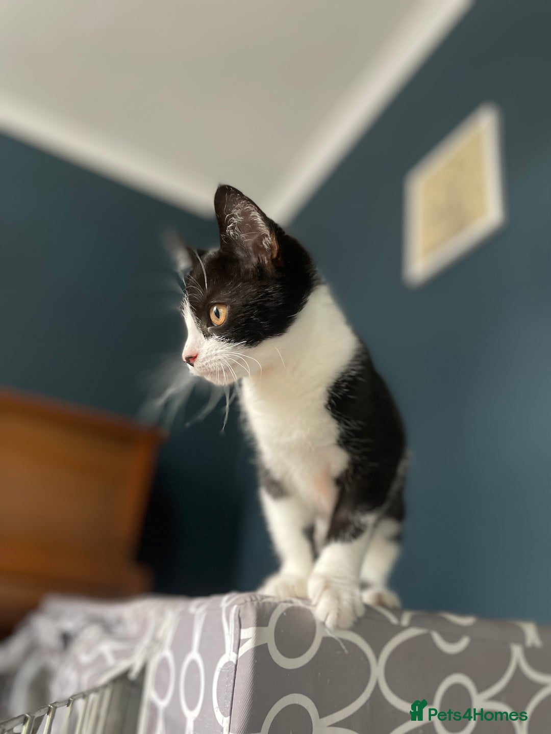 Domestic Shorthair cats for adoption: 3 kittens looking for a home TOGETHER - Image 2