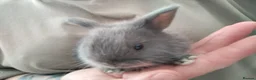 Mixed Breed rabbits for sale: Hybrid baby mini lion lops/Netherland dwarfs  - Advert 10