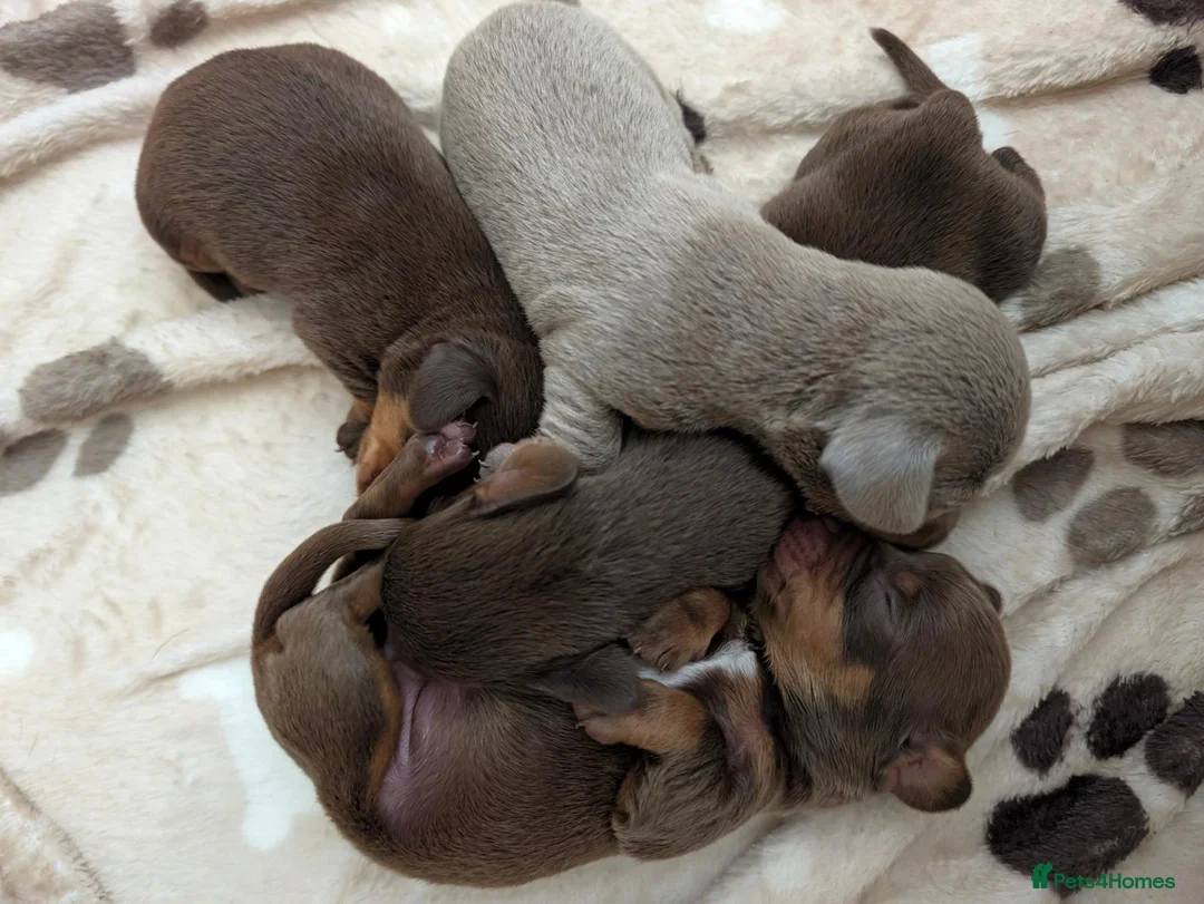 Dachshund dogs for sale: Miniature Dachshund Puppies in Bridgend - Advert 9