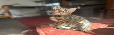Bengal Kitten 2