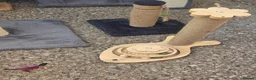 Mixed Breed cats for sale: Job lot of cat accessories  - Advert 4