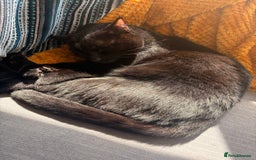 British Shorthair cats for sale: 2 Male Cats, Aged 2 and 8 months - Image 3