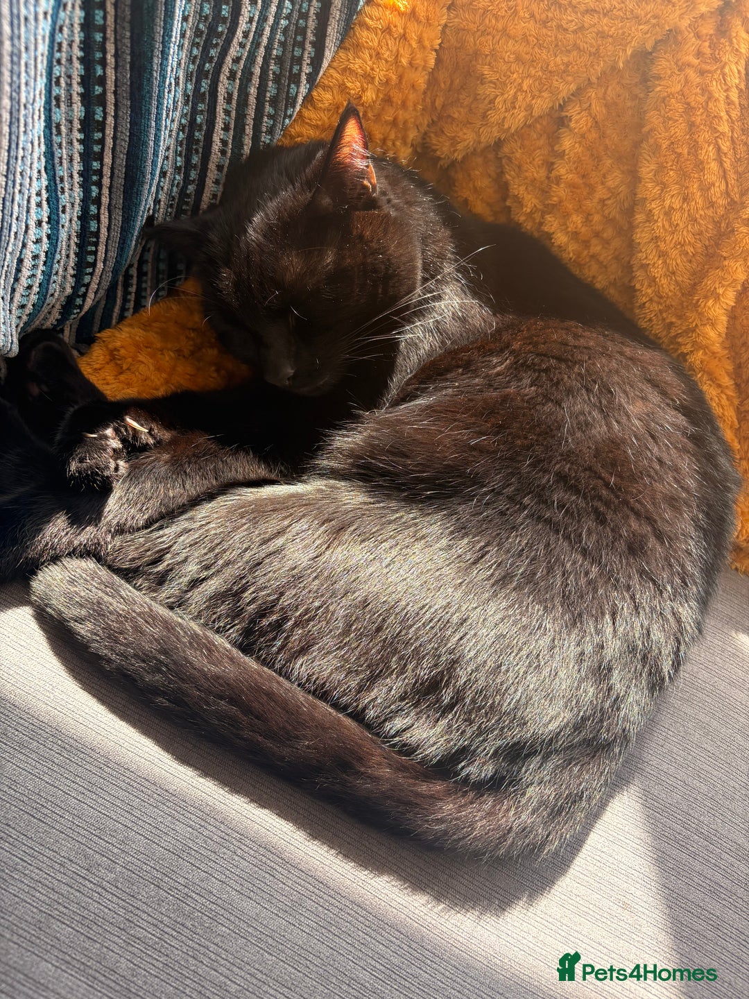 British Shorthair cats for sale: 2 Male Cats, Aged 2 and 8 months - Image 3