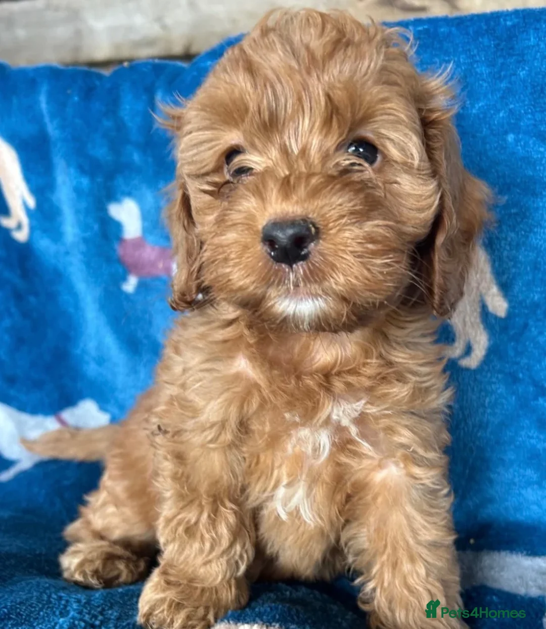 Cockapoo dogs for sale: Cockerpoo puppies - Advert 1