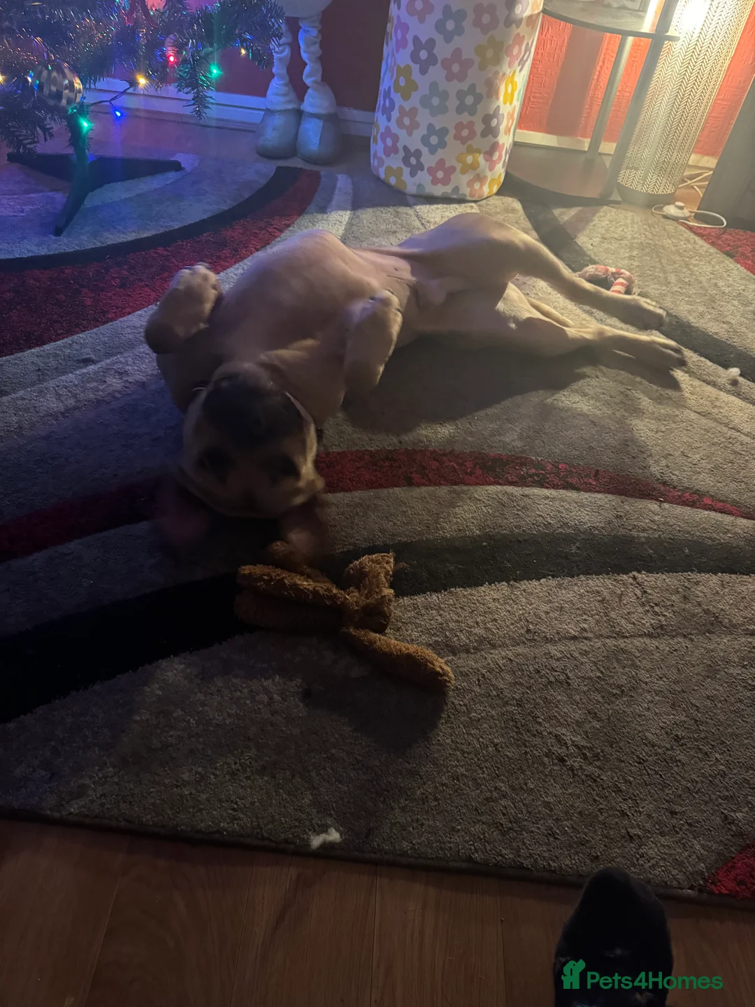 Mixed Breed dogs for sale: Loving Boy For sale - Advert 4