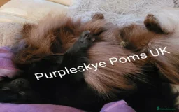 Pomeranian dogs for stud: Chocolate brown teddy faced pom proven stud - Image 6