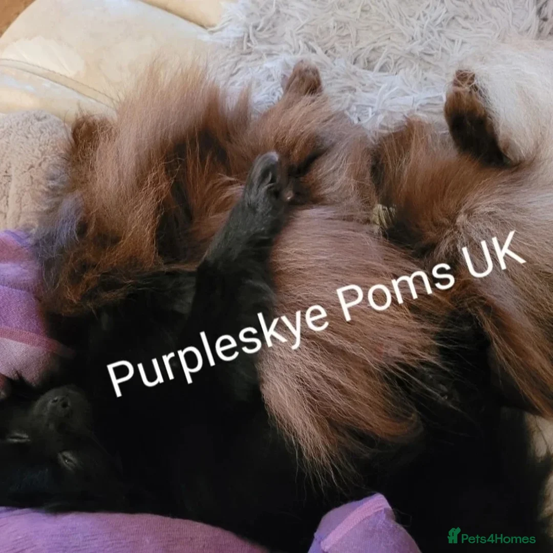 Pomeranian dogs for stud: Chocolate brown teddy faced pom proven stud - Image 6