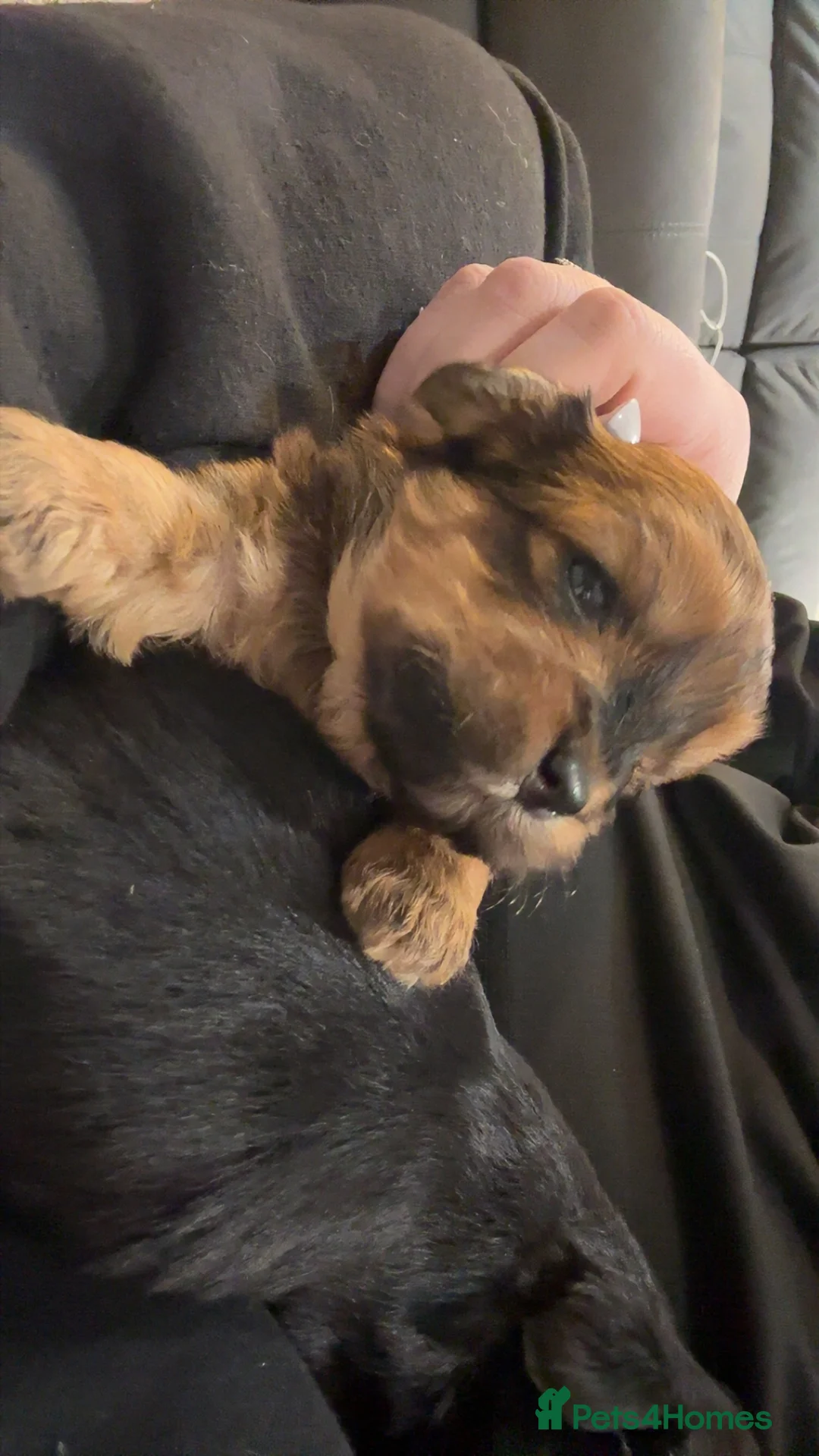 Lhasa Apso dogs for sale: Beautiful mini Lhasa apso’ - Advert 4