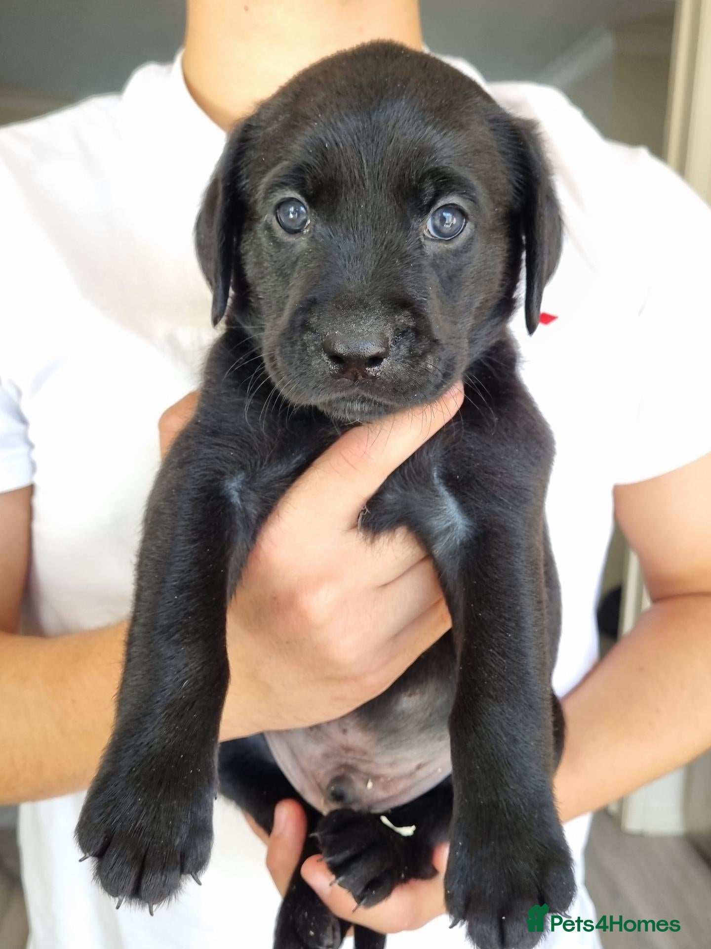 Labrador Retriever dogs LAST BEAUTIFUL BOYFROM FULLY HEALTHTESTED PARENTS  - Advert 6