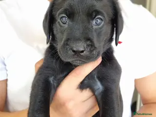 Labrador Retriever dogs LAST BEAUTIFUL BOYFROM FULLY HEALTHTESTED PARENTS - Advert 6