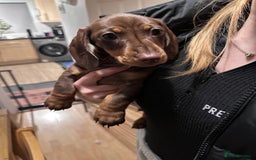 Miniature Dachshund dogs for sale: Only 1 boy  left, Due 2 being let down last minute - Image 1