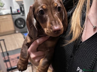 Miniature Dachshund dogs - Advert 29