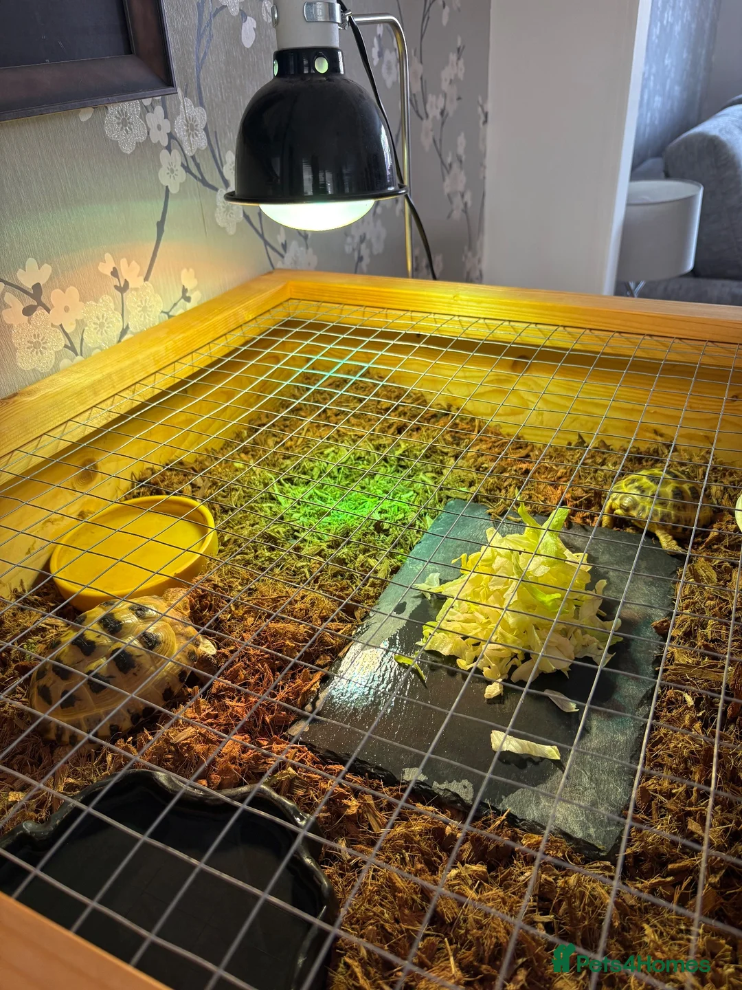 Tortoise reptiles for sale: 2 Horsefield torts, comes with full set up in Stockport - Advert 2