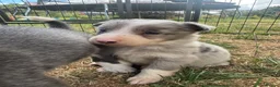 Border Collie dogs for sale: Beautiful Border Collie Puppies  - Advert 25