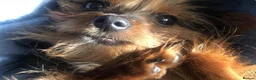 Yorkshire Terrier dogs for sale: 5 year old very small yorkie for sale  - Advert 1