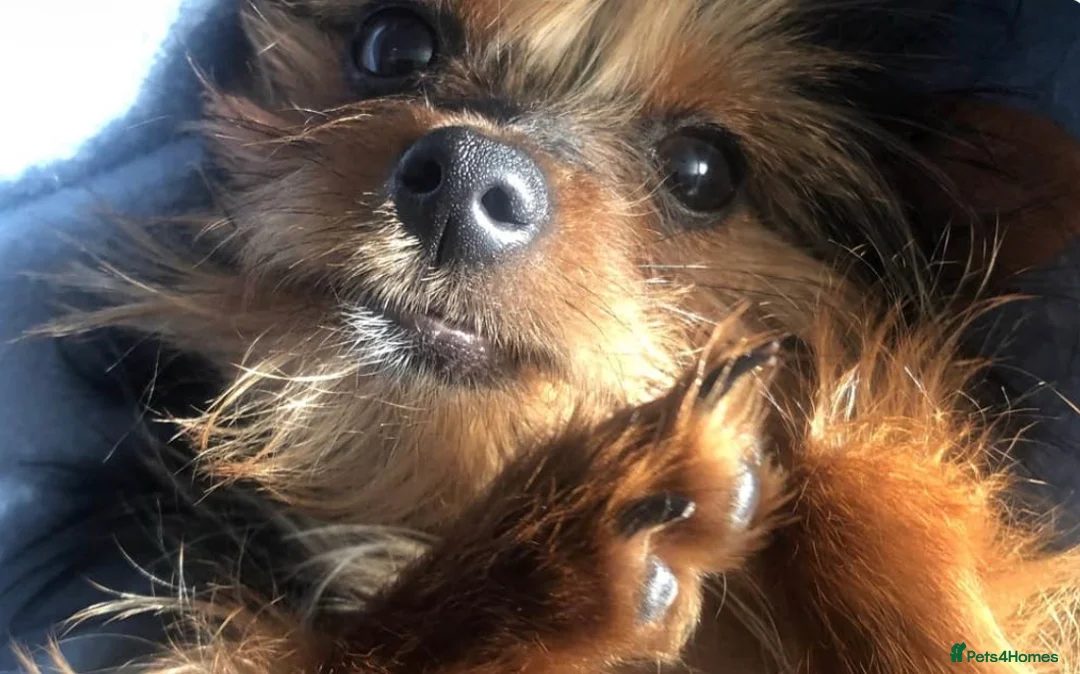 Yorkshire Terrier dogs for sale: 5 year old very small yorkie for sale  - Advert 1