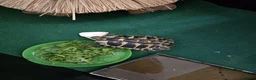 Hermann Tortoise reptiles for sale: Hermman tortoise for sale with table  in Erith - Advert 4