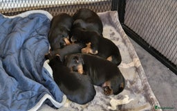 Yorkshire Terrier dogs for sale:  Yorkshire Terrier puppies from Licensed Breeder  - Image 4
