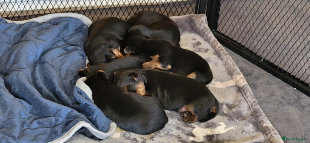 Yorkshire Terrier dogs for sale:  Yorkshire Terrier puppies from Licensed Breeder  - Image 4