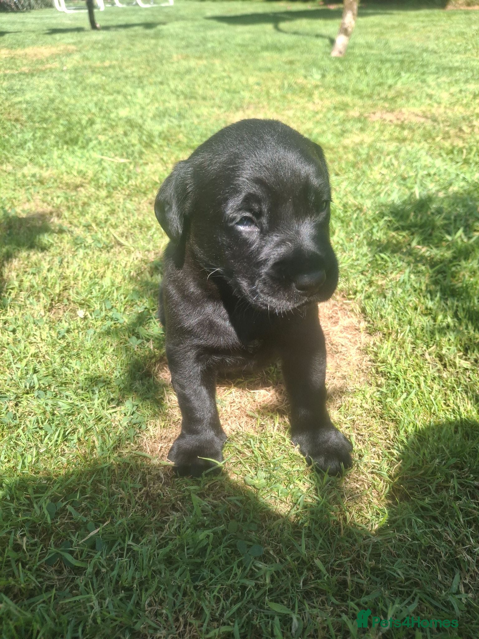 Labrador Retriever dogs Black bitch labrador  - Advert 1