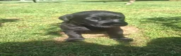 Labrador Retriever dogs for sale: Black bitch labrador  - Advert 1