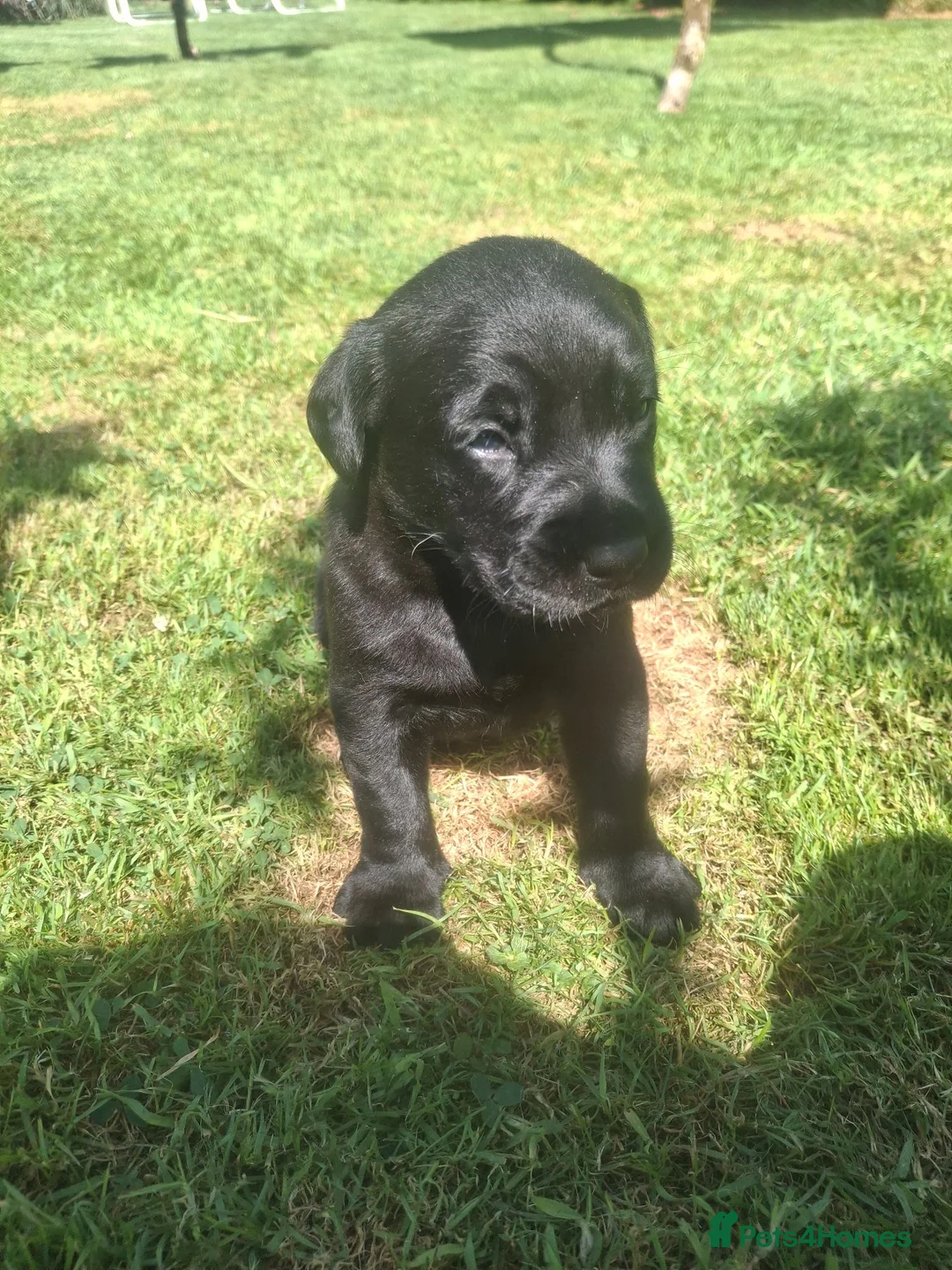 Labrador Retriever dogs for sale: Black bitch labrador  - Advert 1