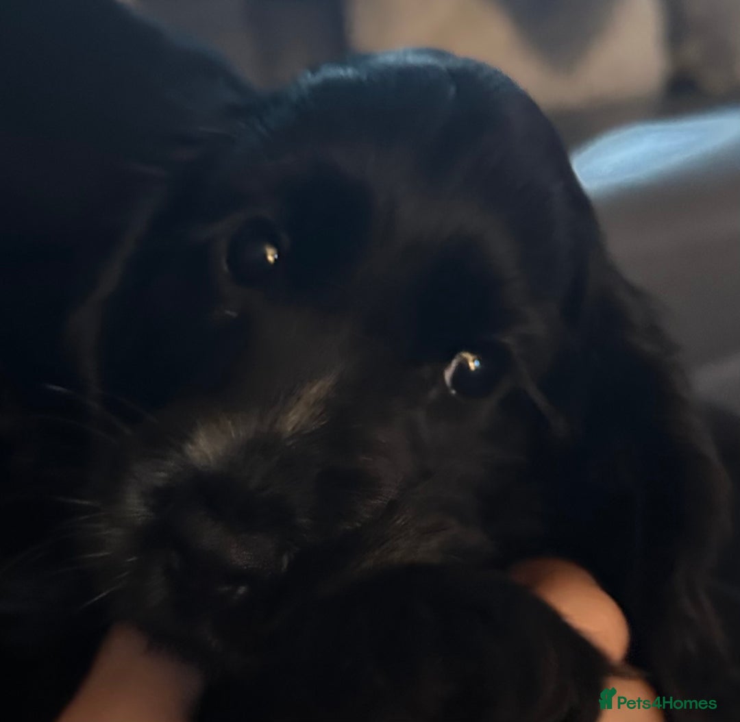 Cocker Spaniel dogs for sale: Show type cocker spaniel - Advert 4