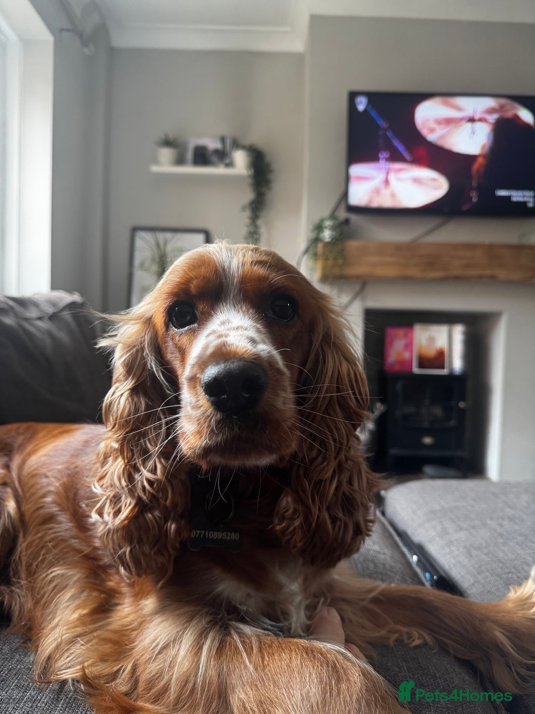 Cocker Spaniel dogs for sale: Beautiful show cocker spaniel  - Image 2