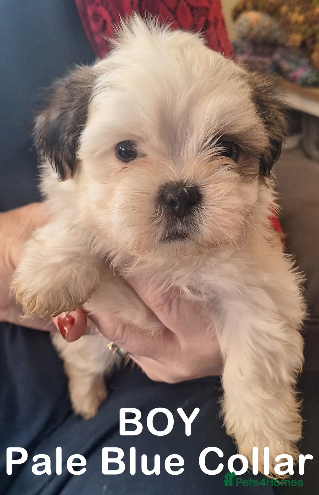 Shih Tzu dogs for sale: Shih-Tzu Puppies x 3 - Advert 1