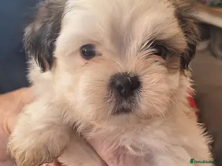 Shih Tzu dogs Shih-Tzu Puppies x 3 - Advert 1