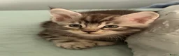 Maine Coon cats for sale: 3 x beautiful Mainecoon kittens in Colchester - Advert 34